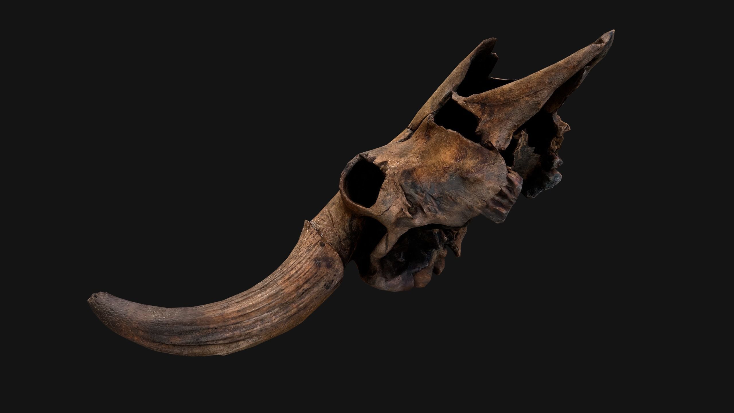Bull Cow Skull Low-poly 3D model_9