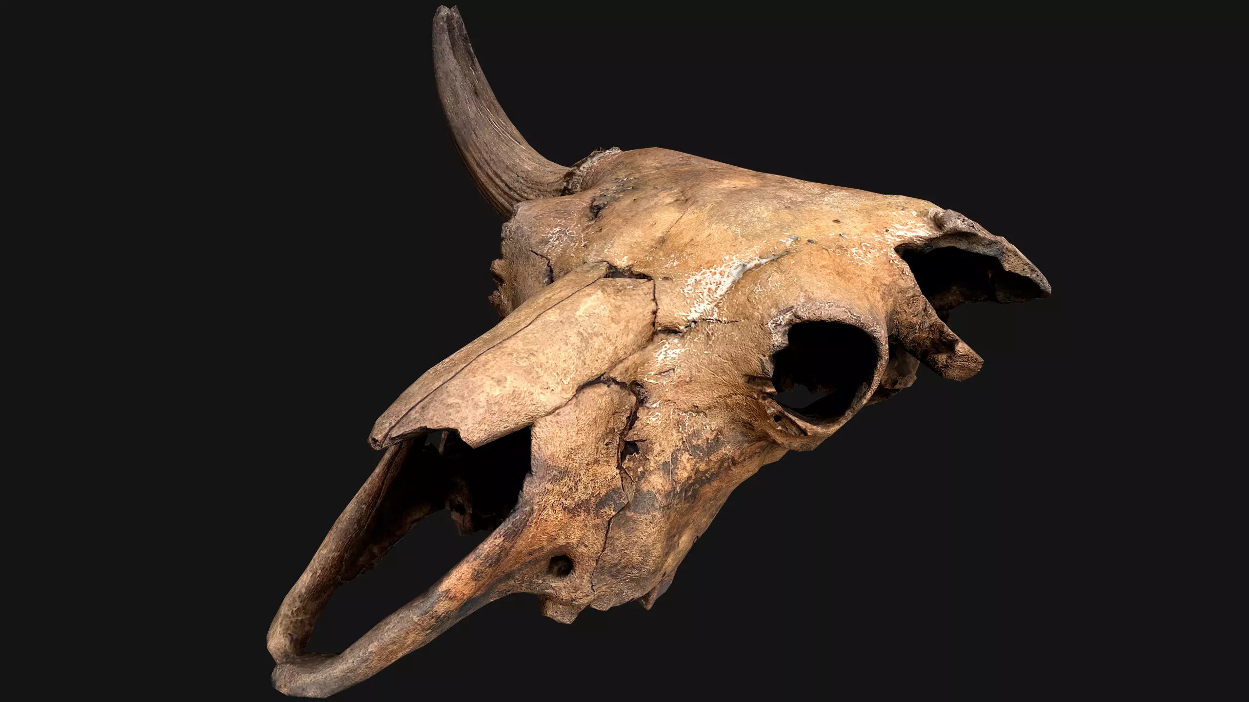 Bull Cow Skull Low-poly 3D model_0