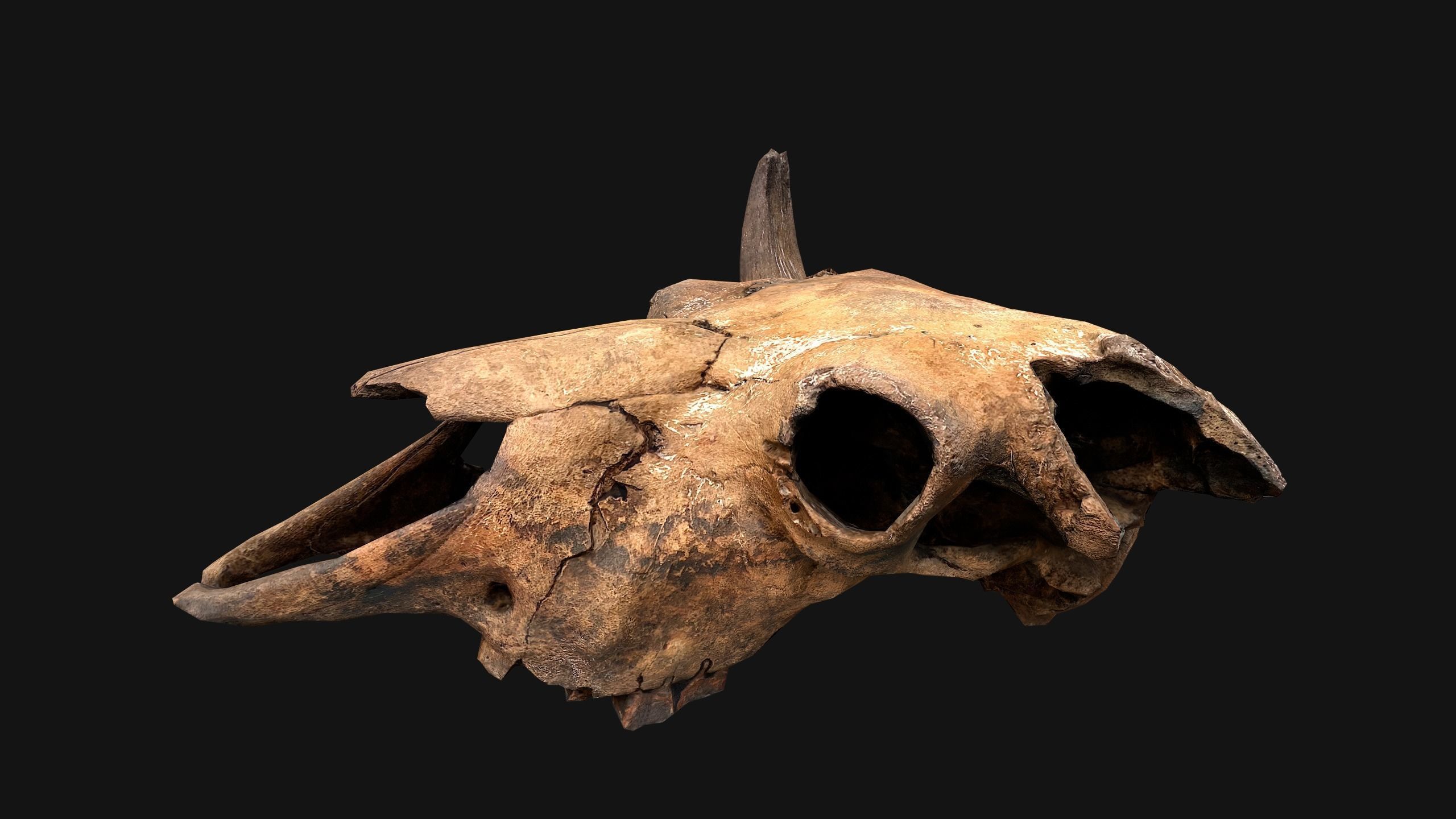 Bull Cow Skull Low-poly 3D model_19