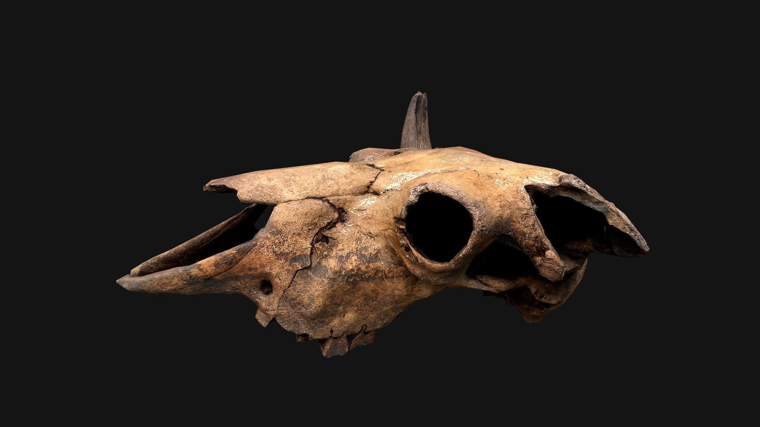 Bull Cow Skull Low-poly 3D model_8