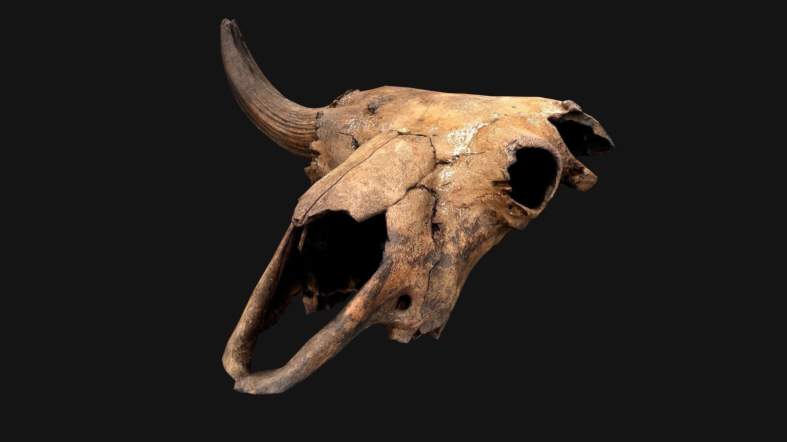 Bull Cow Skull Low-poly 3D model_11