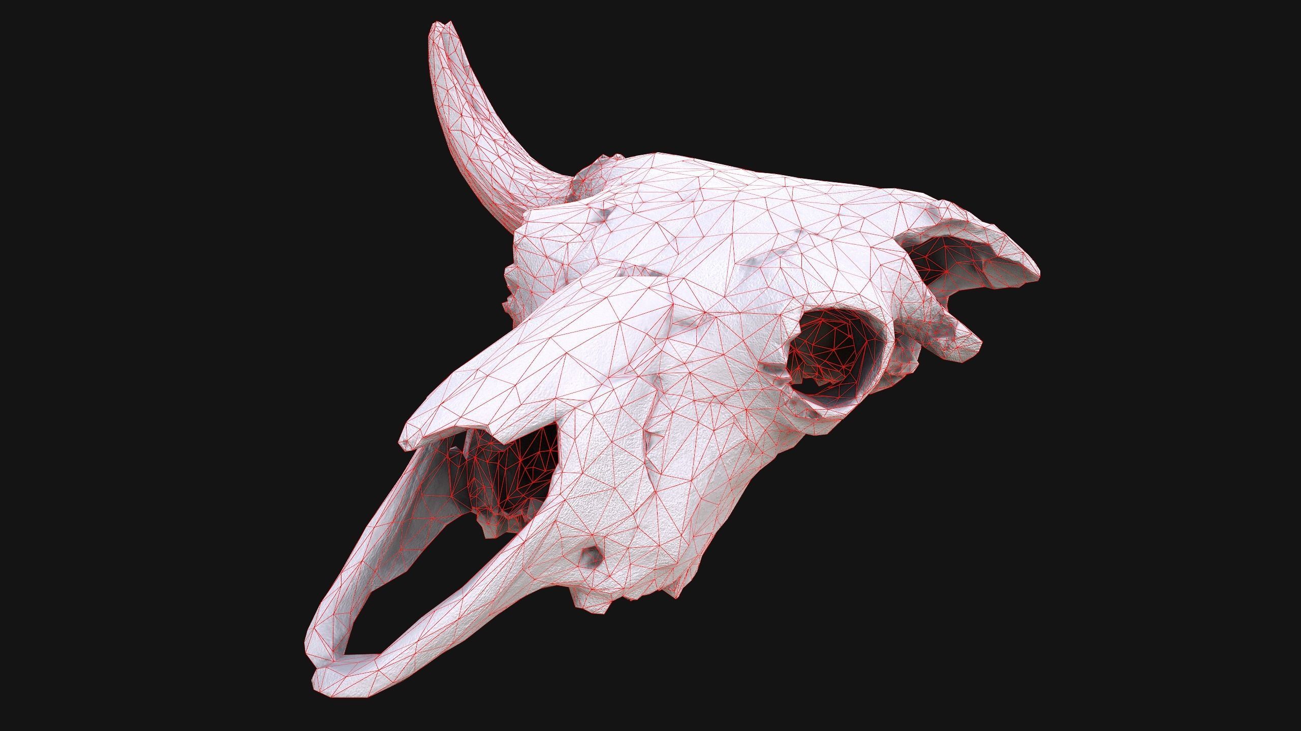 Bull Cow Skull Low-poly 3D model_4