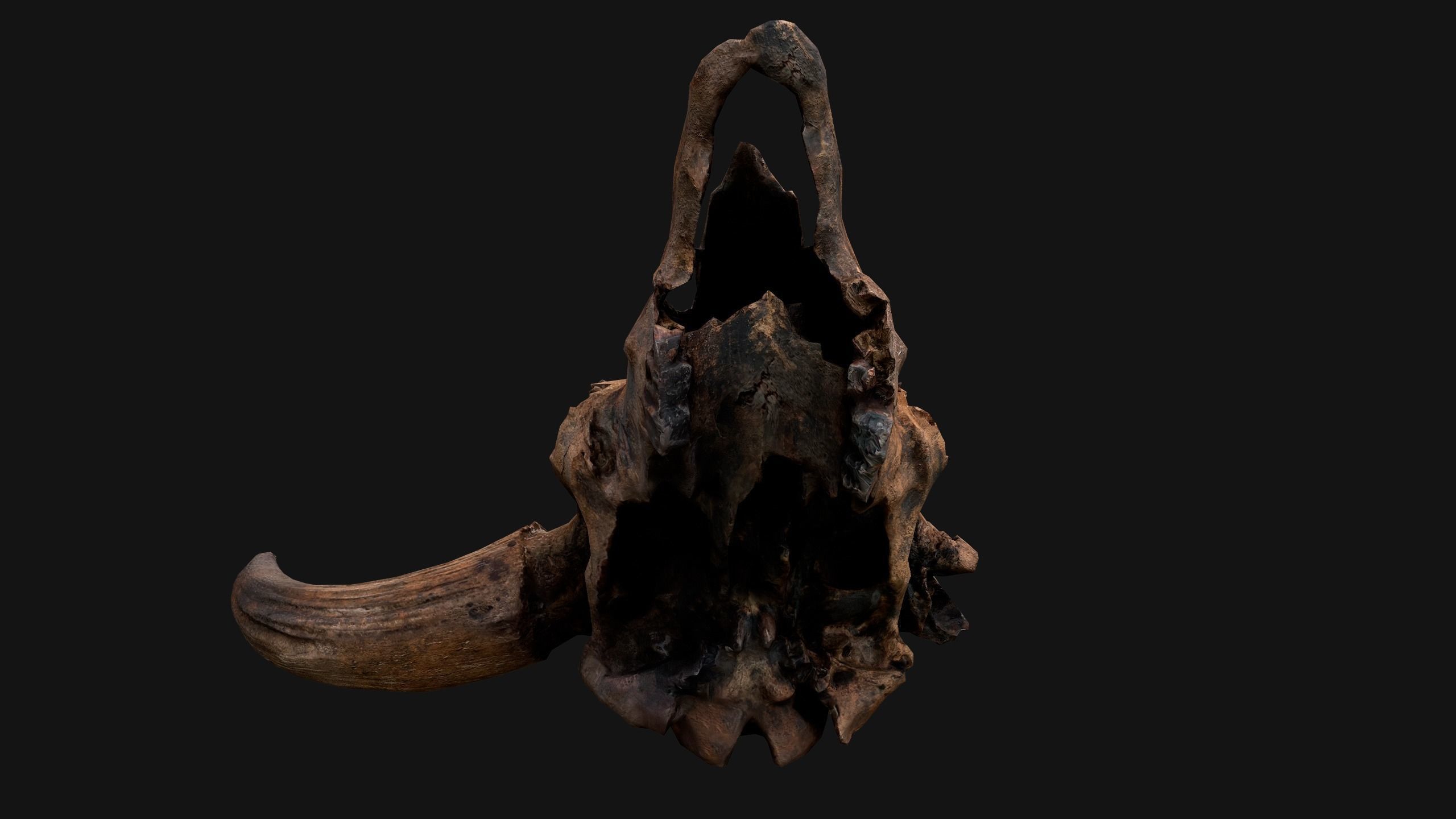 Bull Cow Skull Low-poly 3D model_10