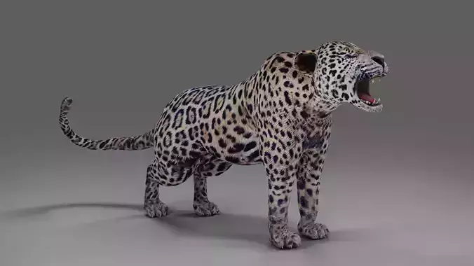 Jaguar V01 Rigged and Animation in Blender Unity  Low-poly 3D model
