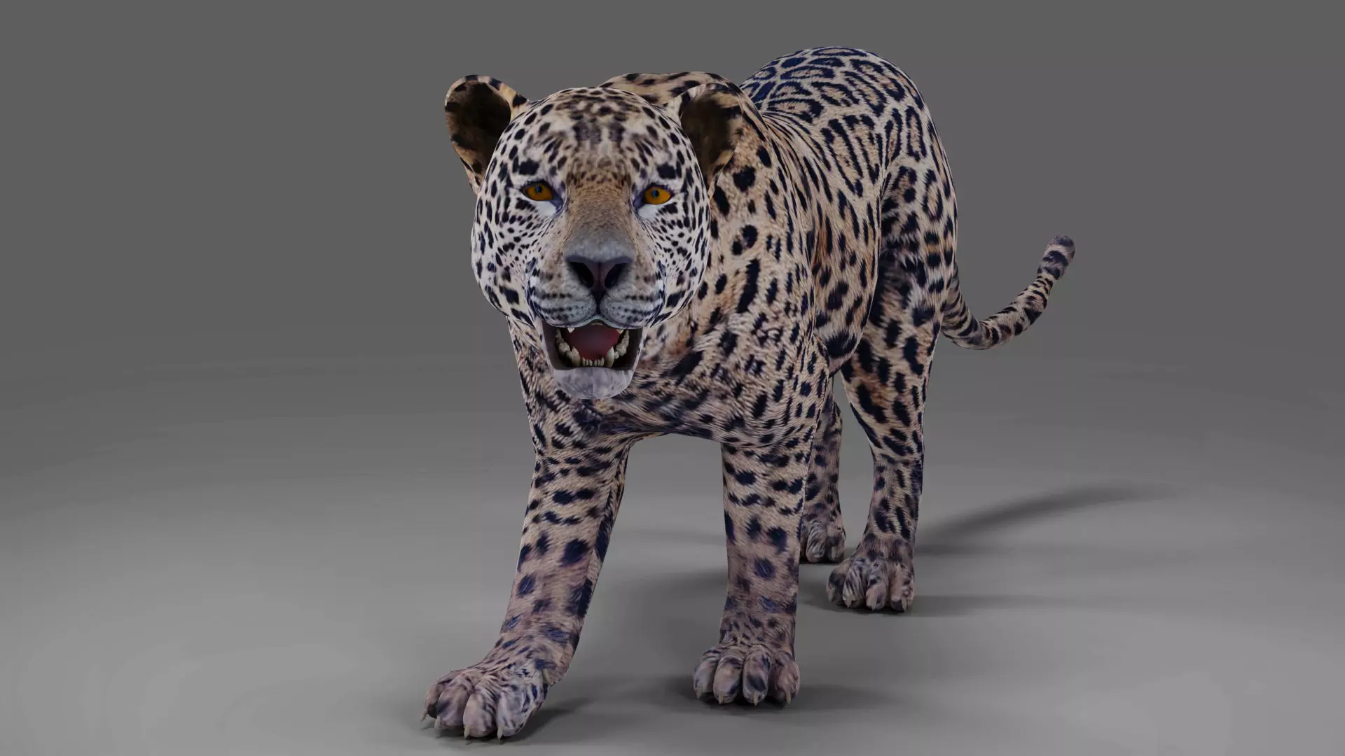 Jaguar Rigged in Blender Low-poly 3D model_0