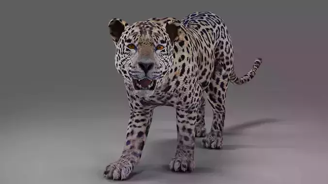 Jaguar Rigged in Blender 