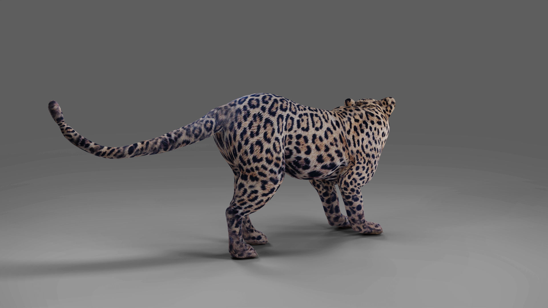 Jaguar Rigged in Blender Low-poly 3D model_4