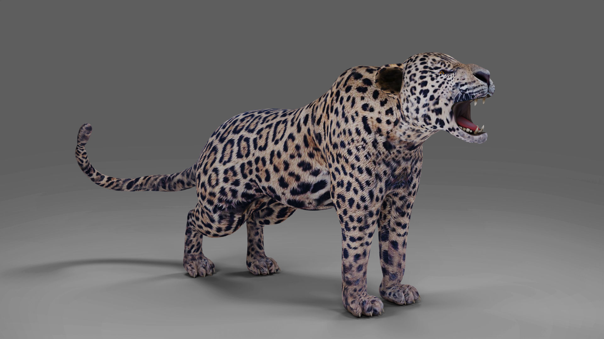 Jaguar Rigged in Blender Low-poly 3D model_6