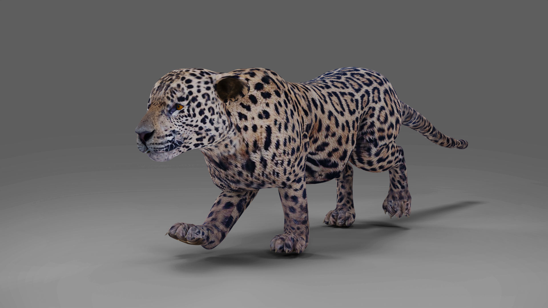 Jaguar Rigged in Blender Low-poly 3D model_5
