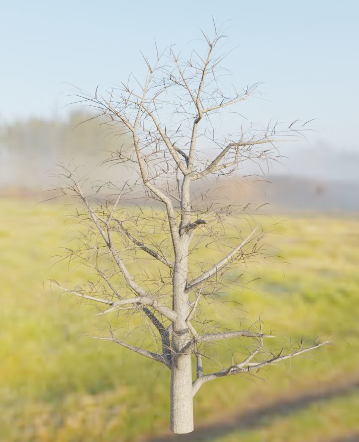 Empress-Tree Package Low-poly 3D model_4