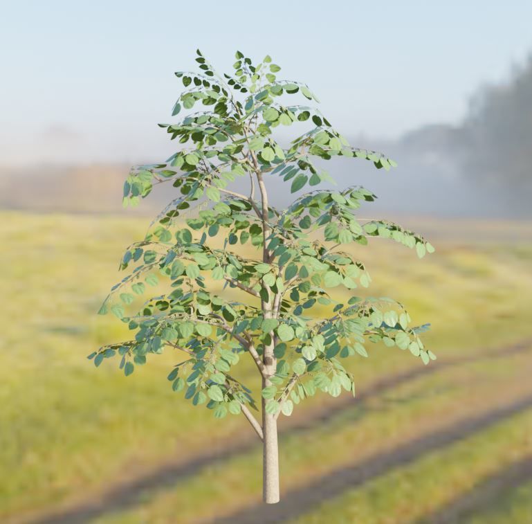 Empress-Tree Package Low-poly 3D model_7