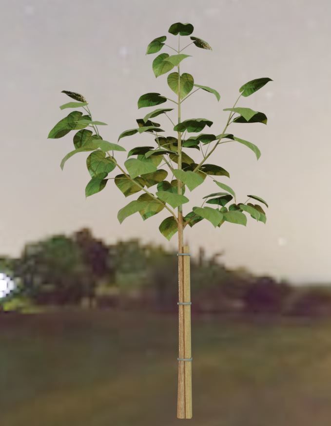 Empress-Tree Package Low-poly 3D model_13