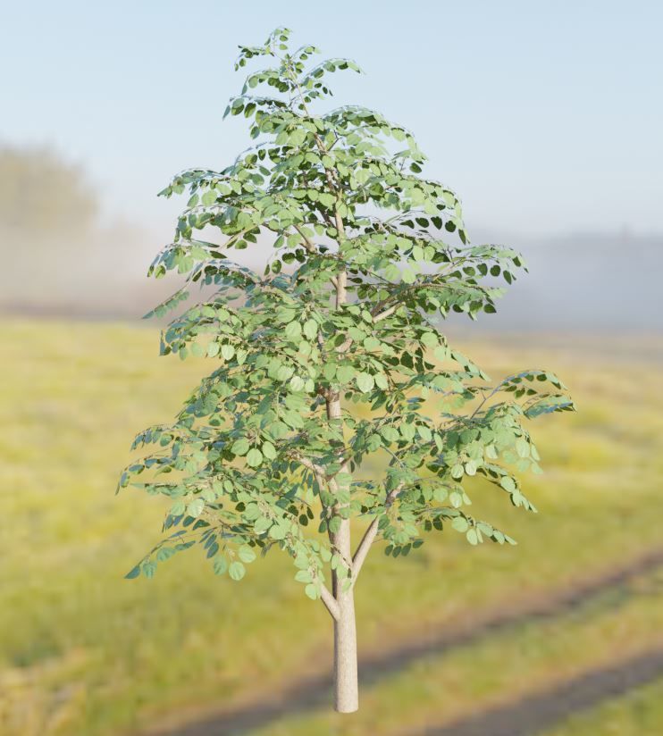 Empress-Tree Package Low-poly 3D model_2