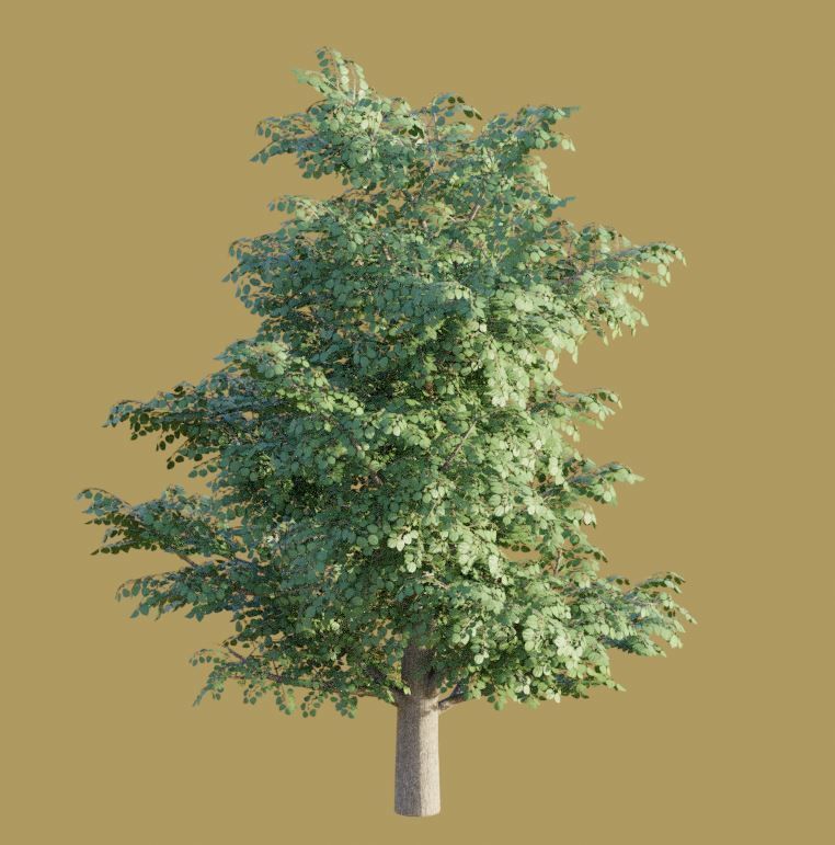 Empress-Tree Package Low-poly 3D model_1