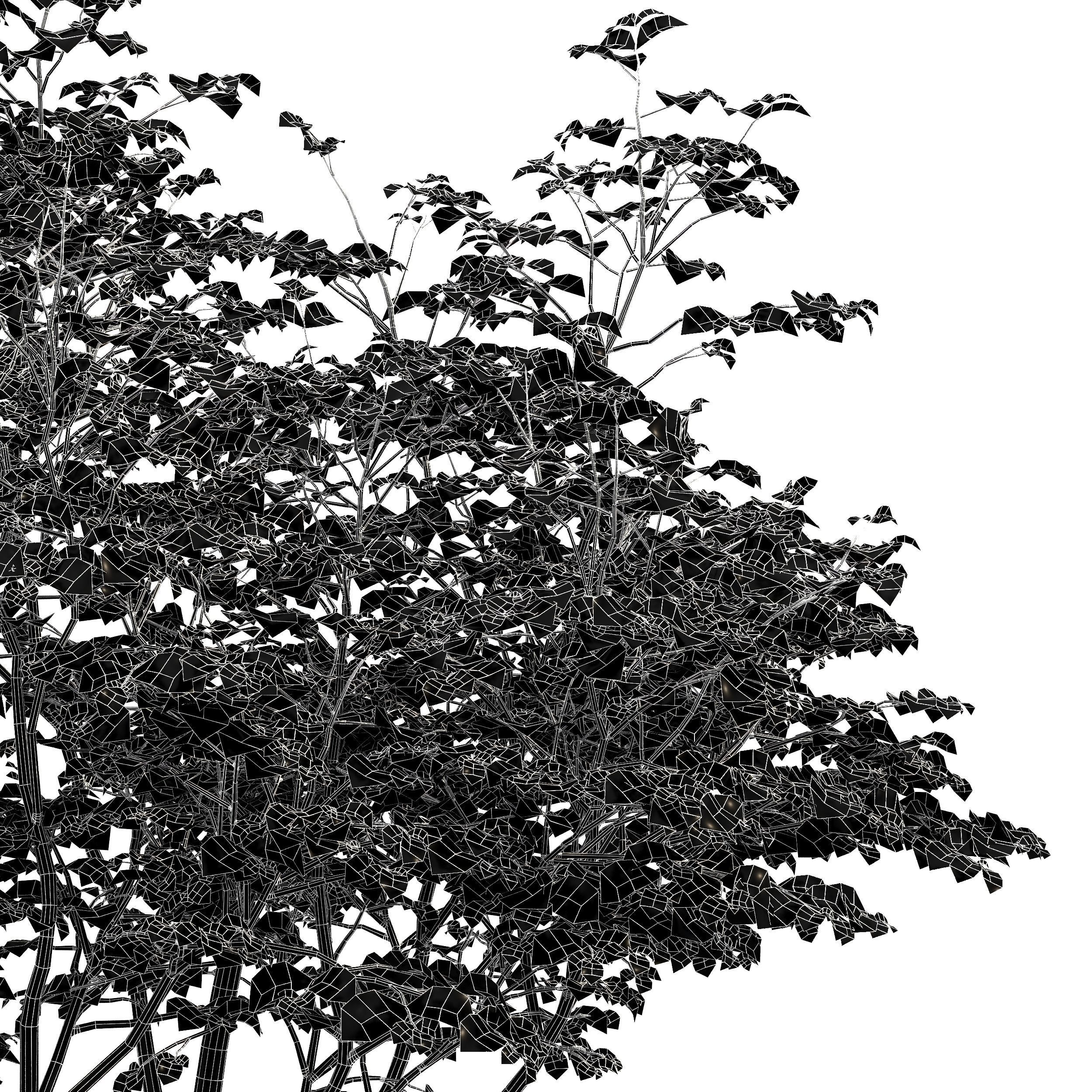Beautiful 2Trees Birch and Hazel leave 3D model_6