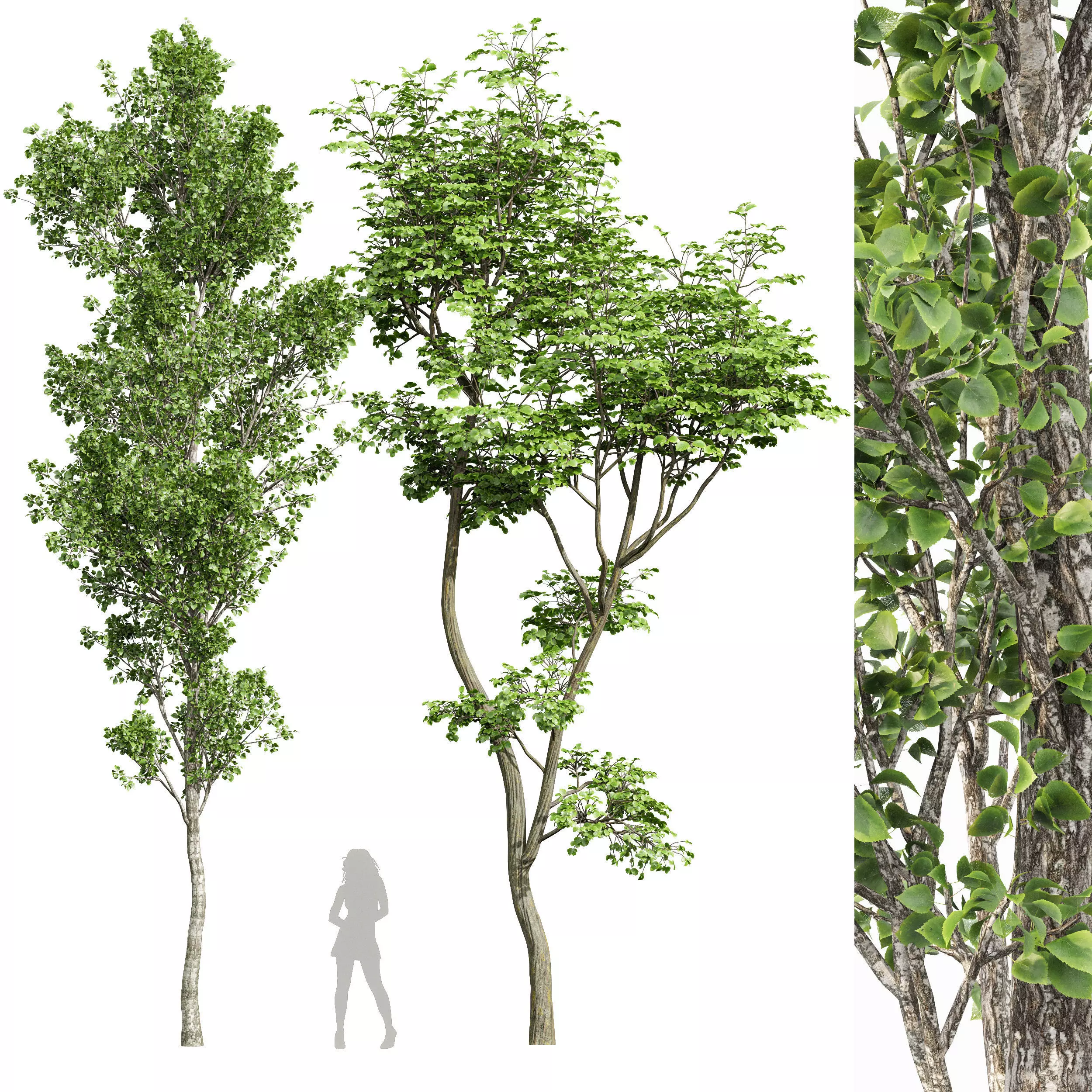 Beautiful 2Trees Birch and Hazel leave 3D model_0
