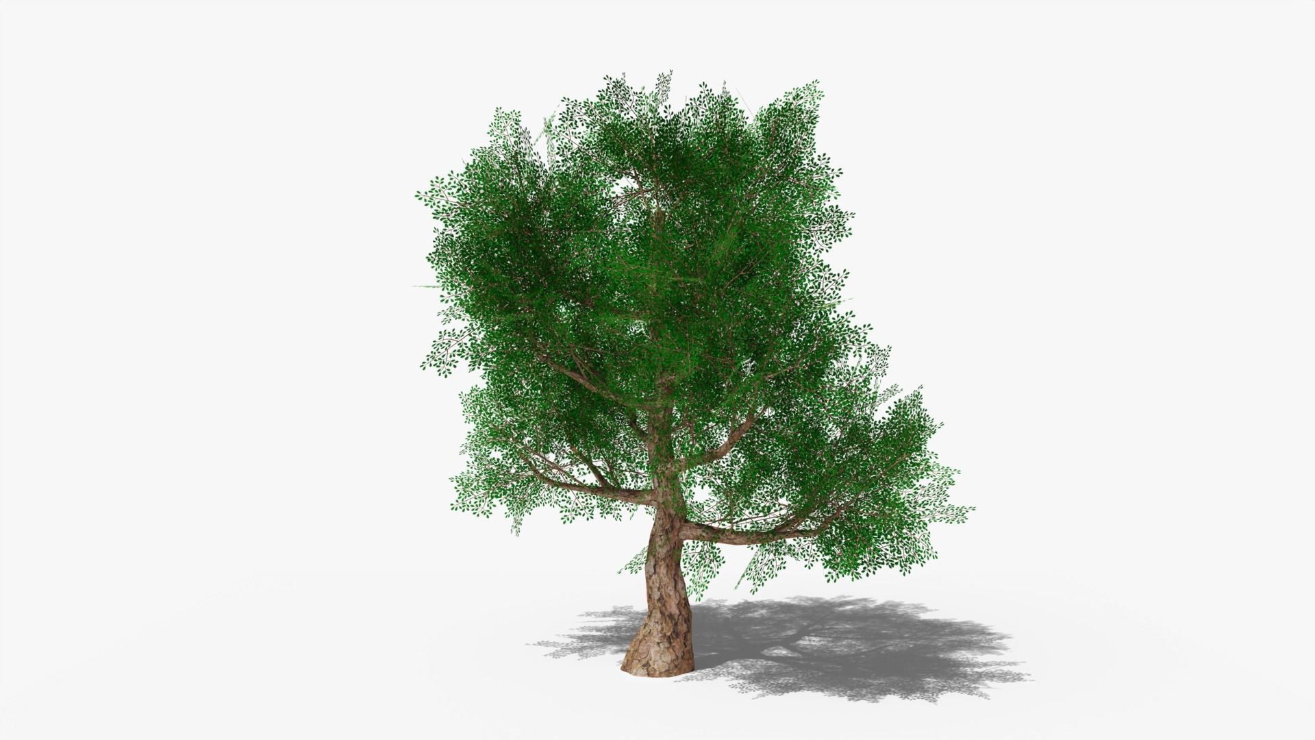 Stylized Cartoon Oak Low-poly 3D model_3