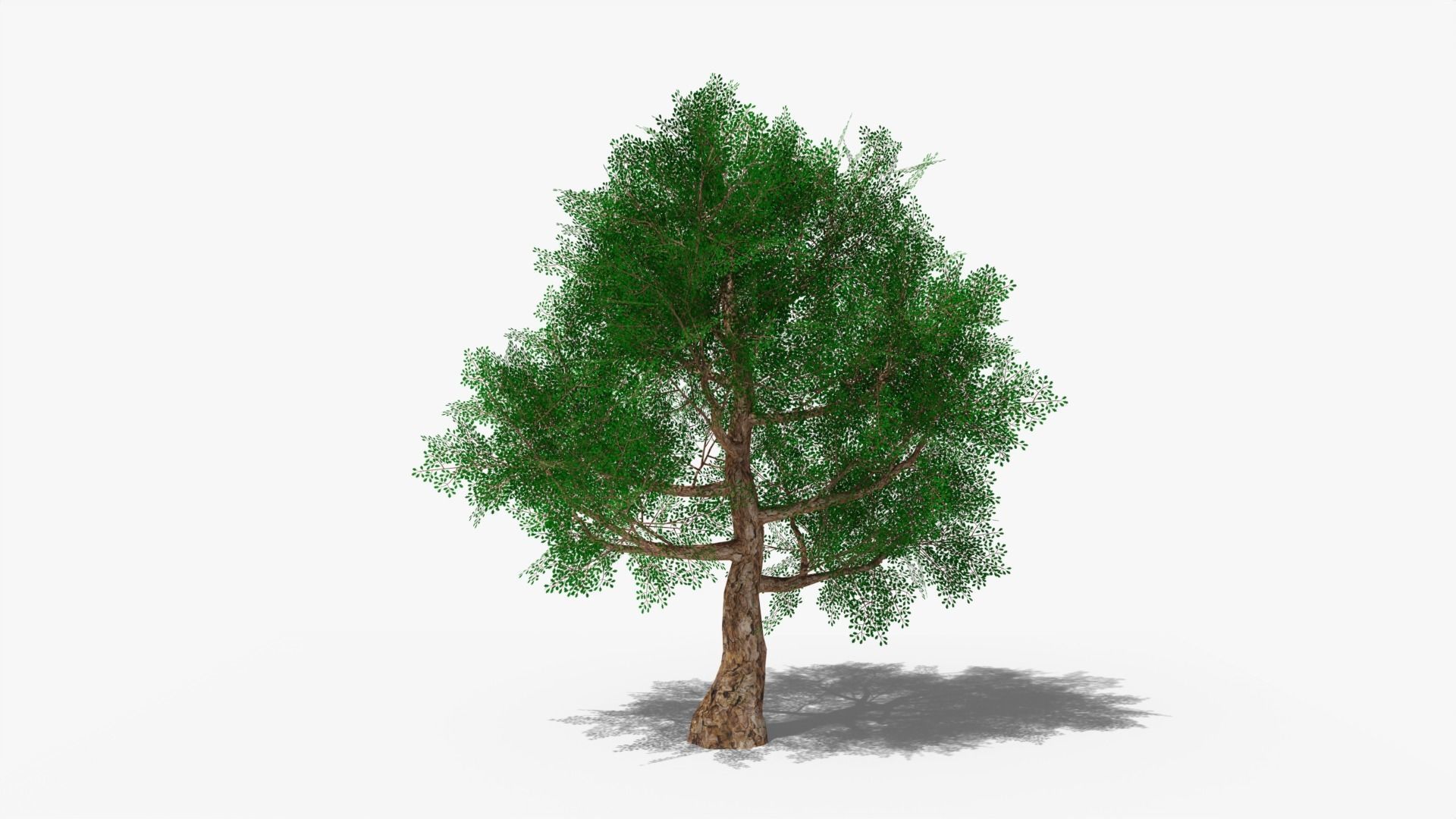 Stylized Cartoon Oak Low-poly 3D model_4