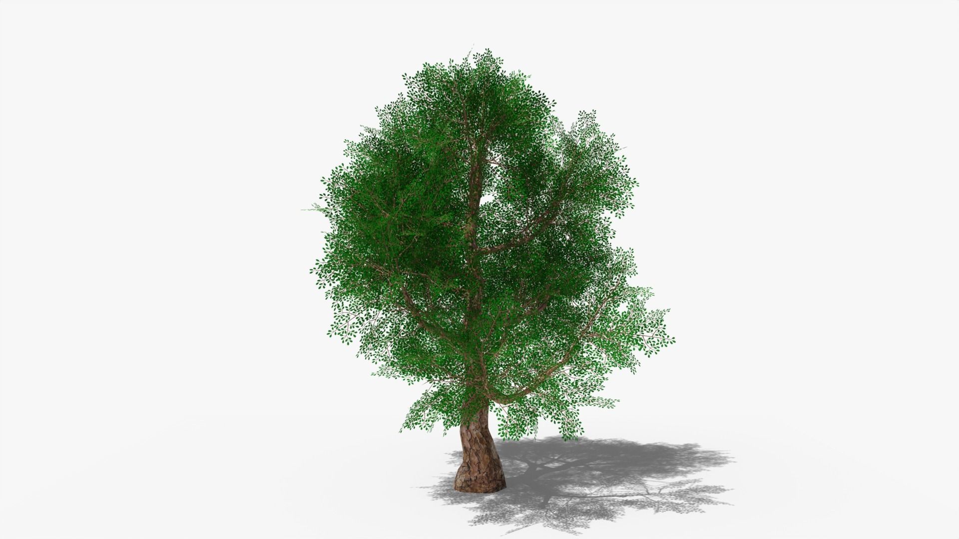 Stylized Cartoon Oak Low-poly 3D model_2