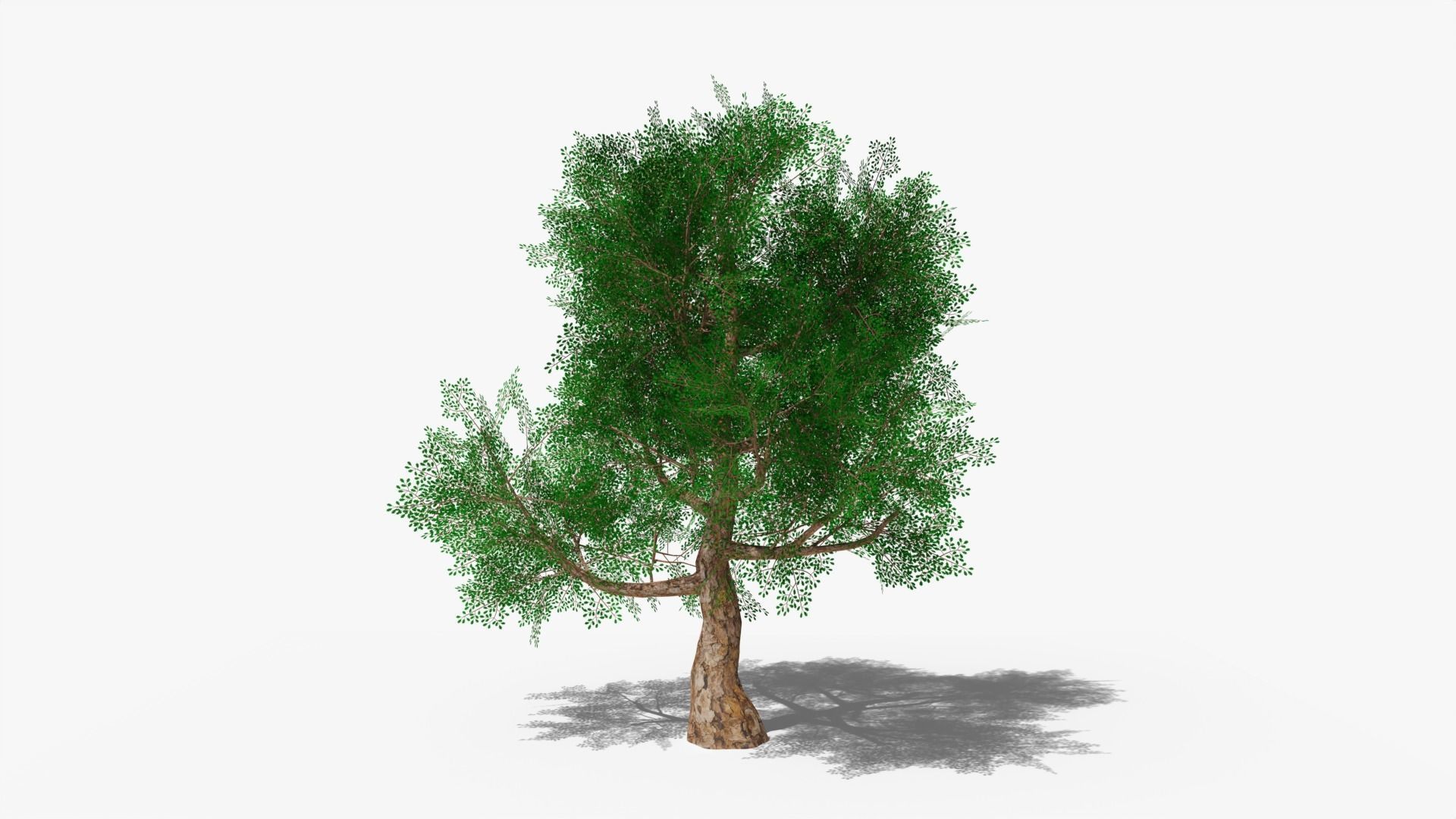 Stylized Cartoon Oak Low-poly 3D model_6