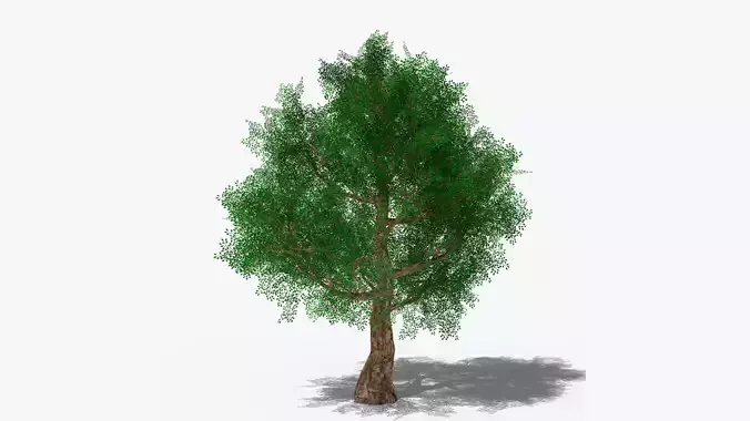 Stylized Cartoon Oak Low-poly 3D model