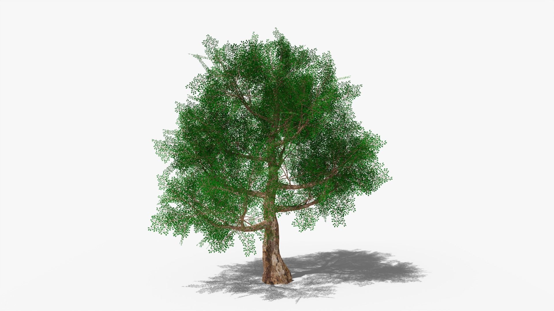 Stylized Cartoon Oak Low-poly 3D model_1