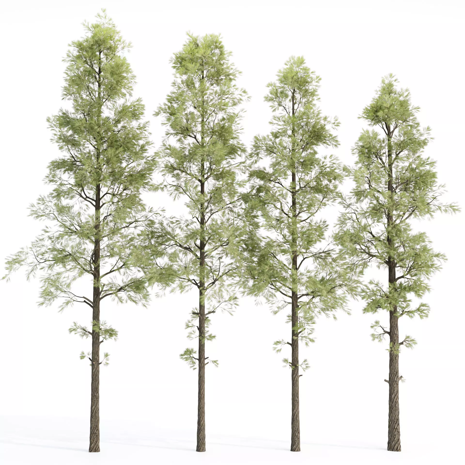 Pine Trees collection vol 227 3D model