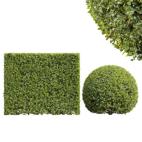 Ficus Concinna Bonsai Pruned20 3D model