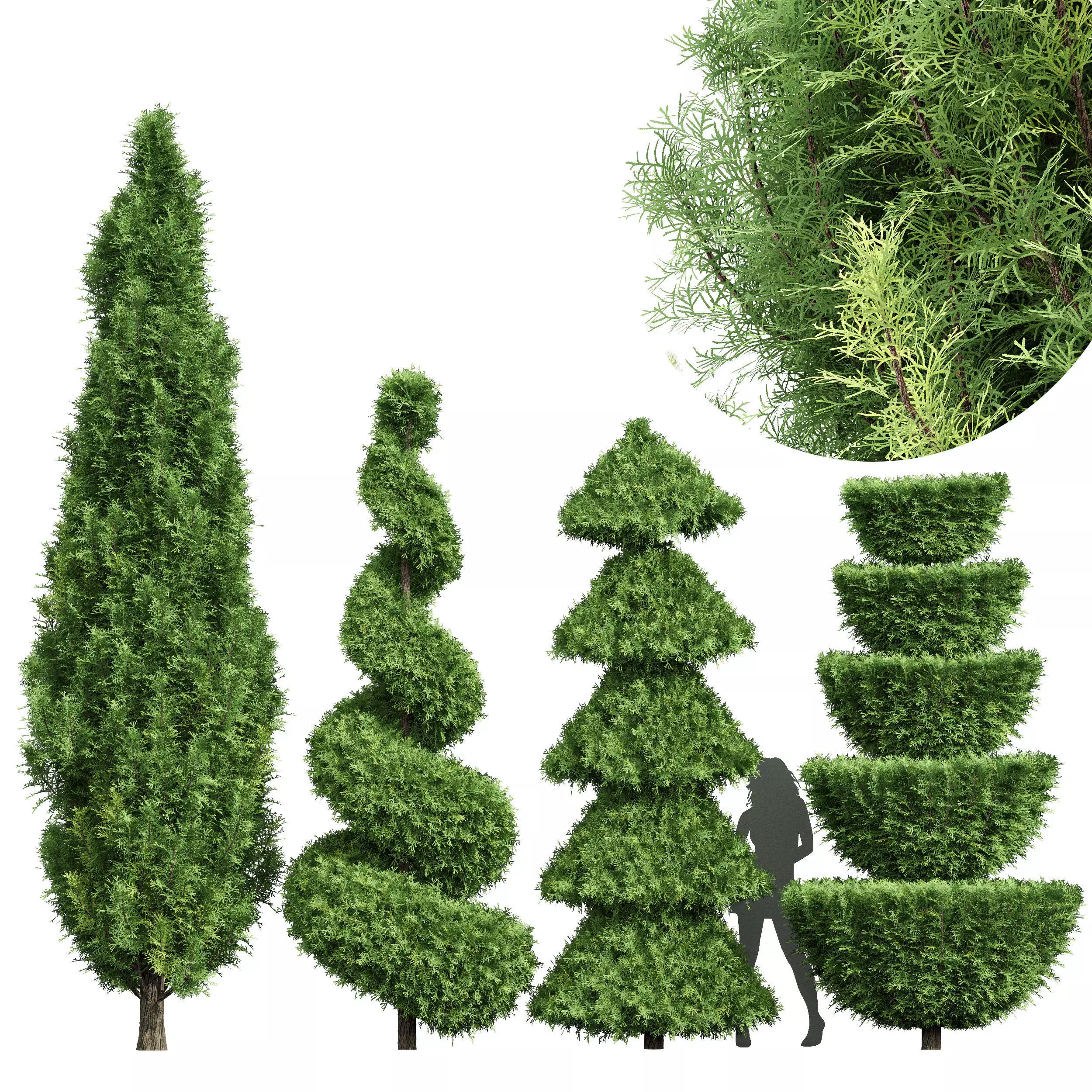 Italian Cypress 4 trees 3D model_0