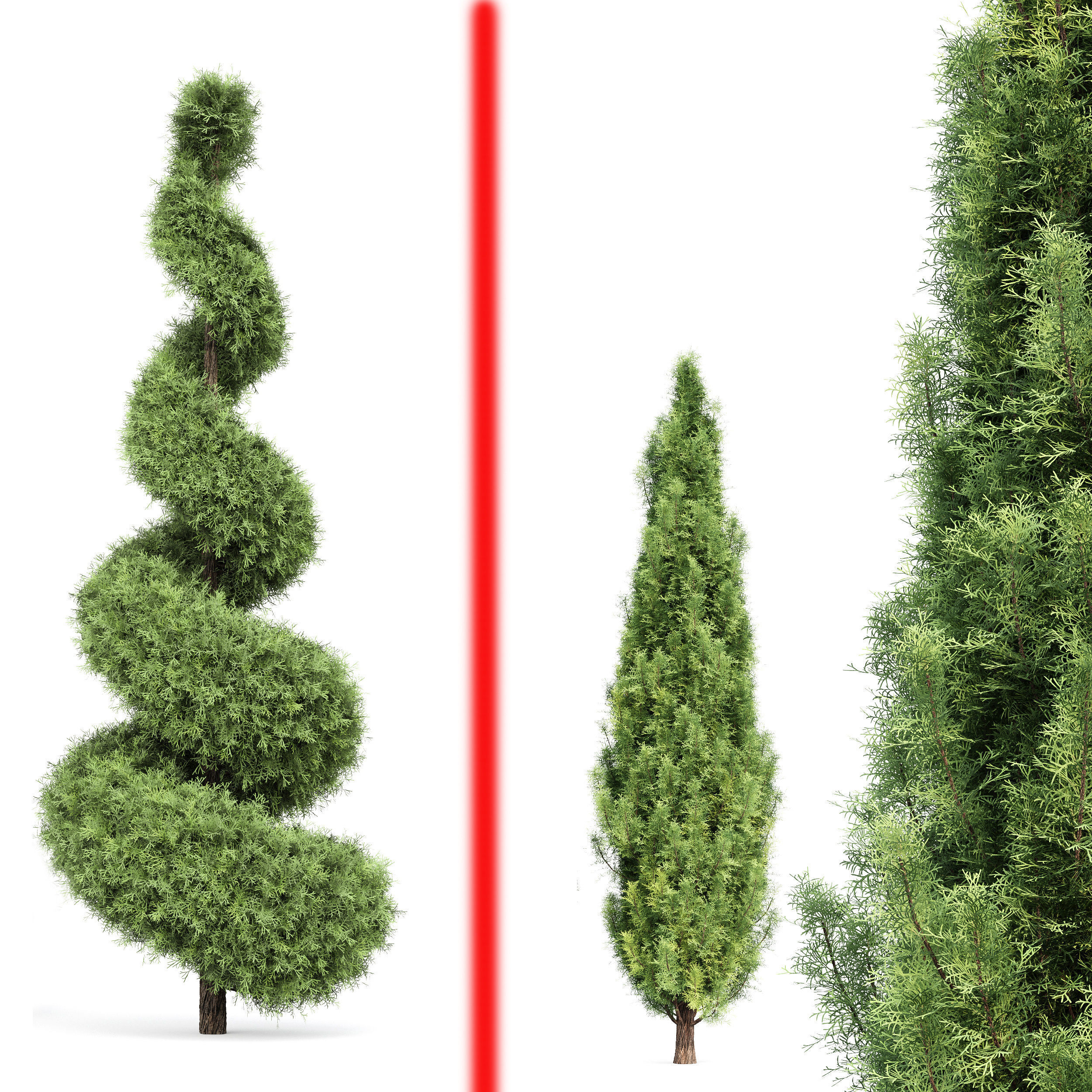 Italian Cypress 4 trees 3D model_3