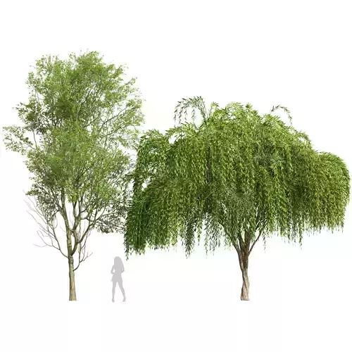 Prunus Spinosa and Weeping Willow 3D model