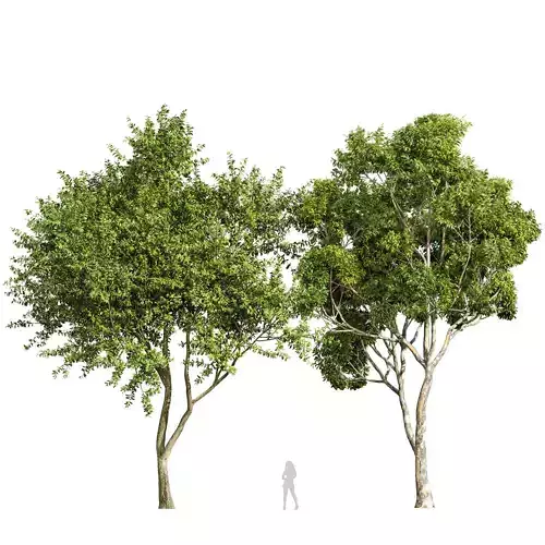 Sydney blue gum and Eucalyptus