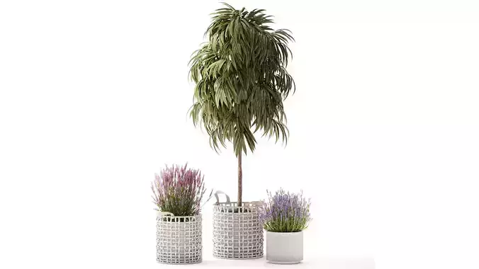 Beautiful Ficus Alii lavender plants in basket and pot 1358 3D model