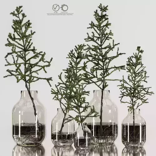 Collaction Plants Bouquet 20 pine 