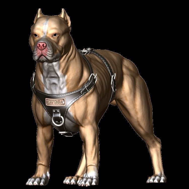 Pit Bull Terrier 3D printable Standing version 3D model | CGTrader