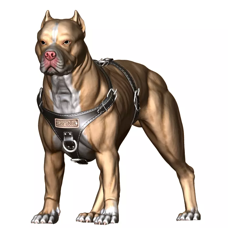 Pit Bull Terrier 3D printable Standing version 3D model