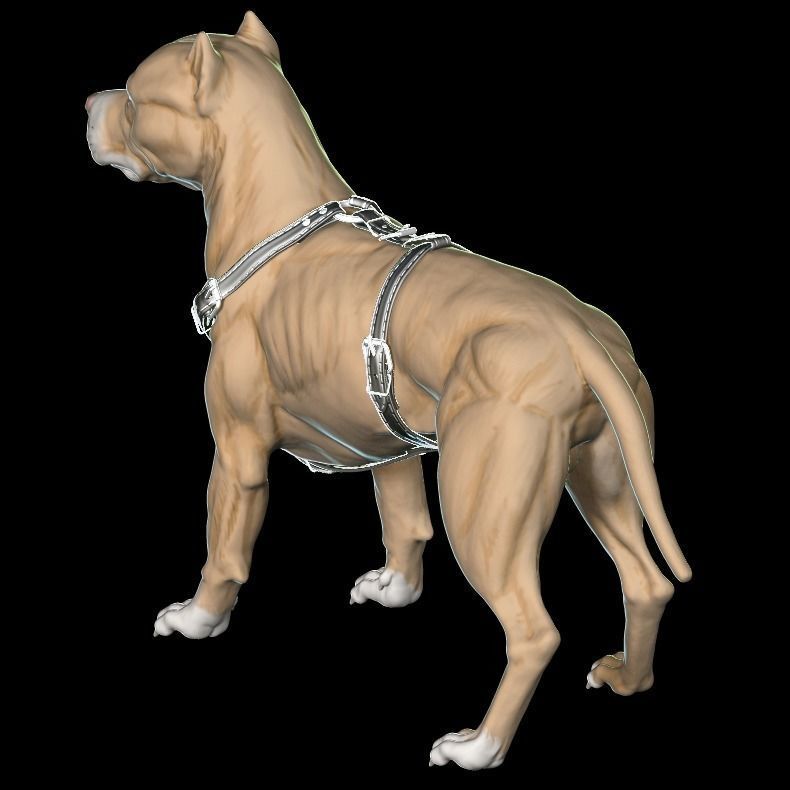 Pit Bull Terrier 3D printable Standing version 3D model | CGTrader