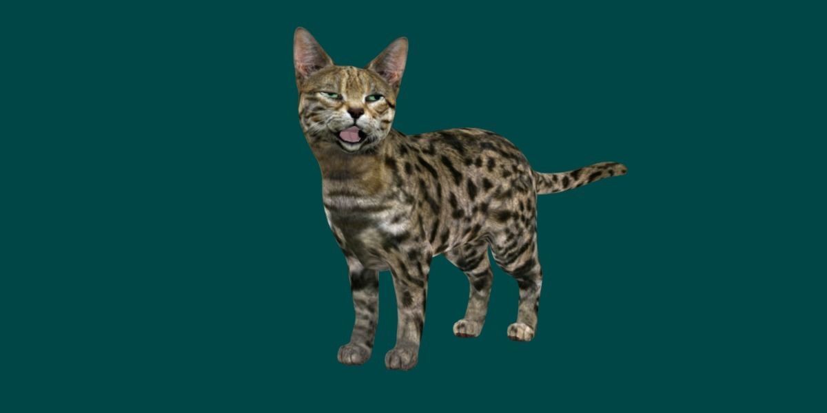 Black Spotted Cat 3D model_5