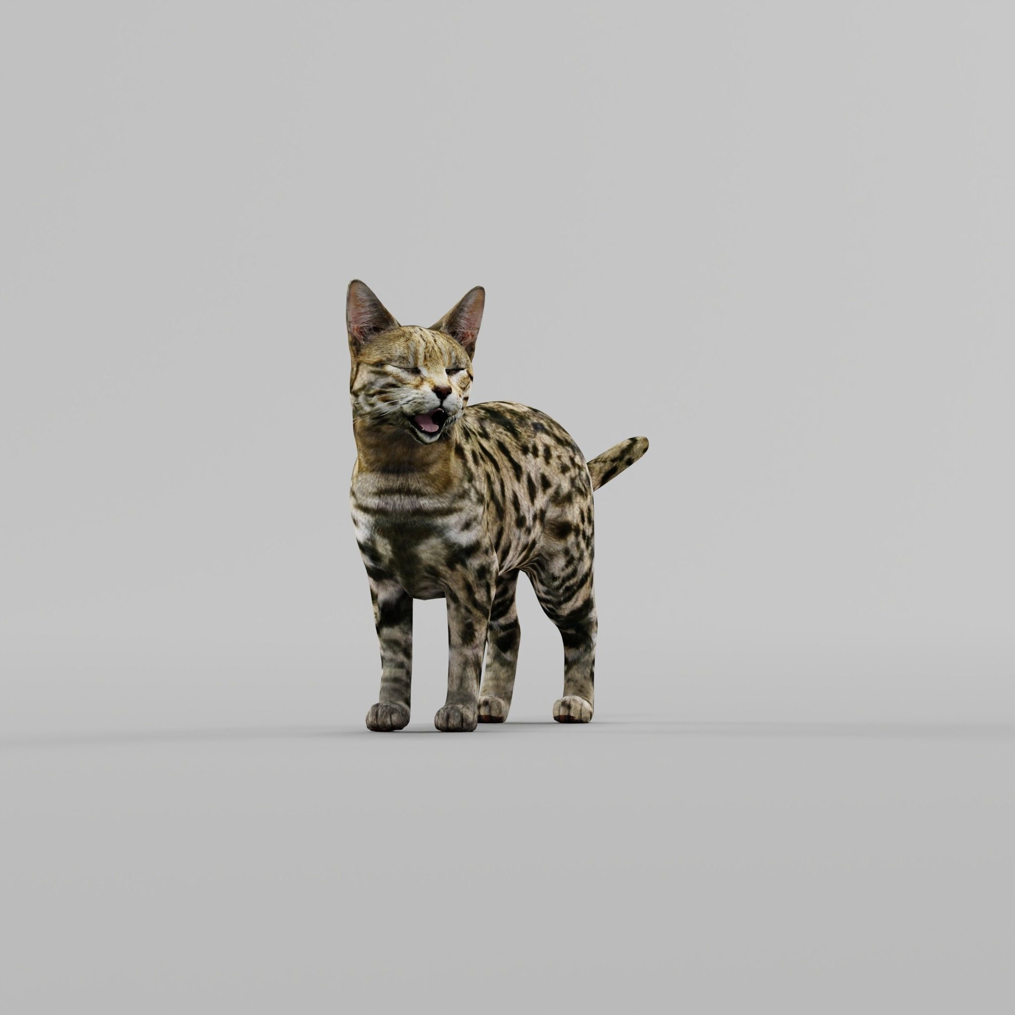 Black Spotted Cat 3D model_15