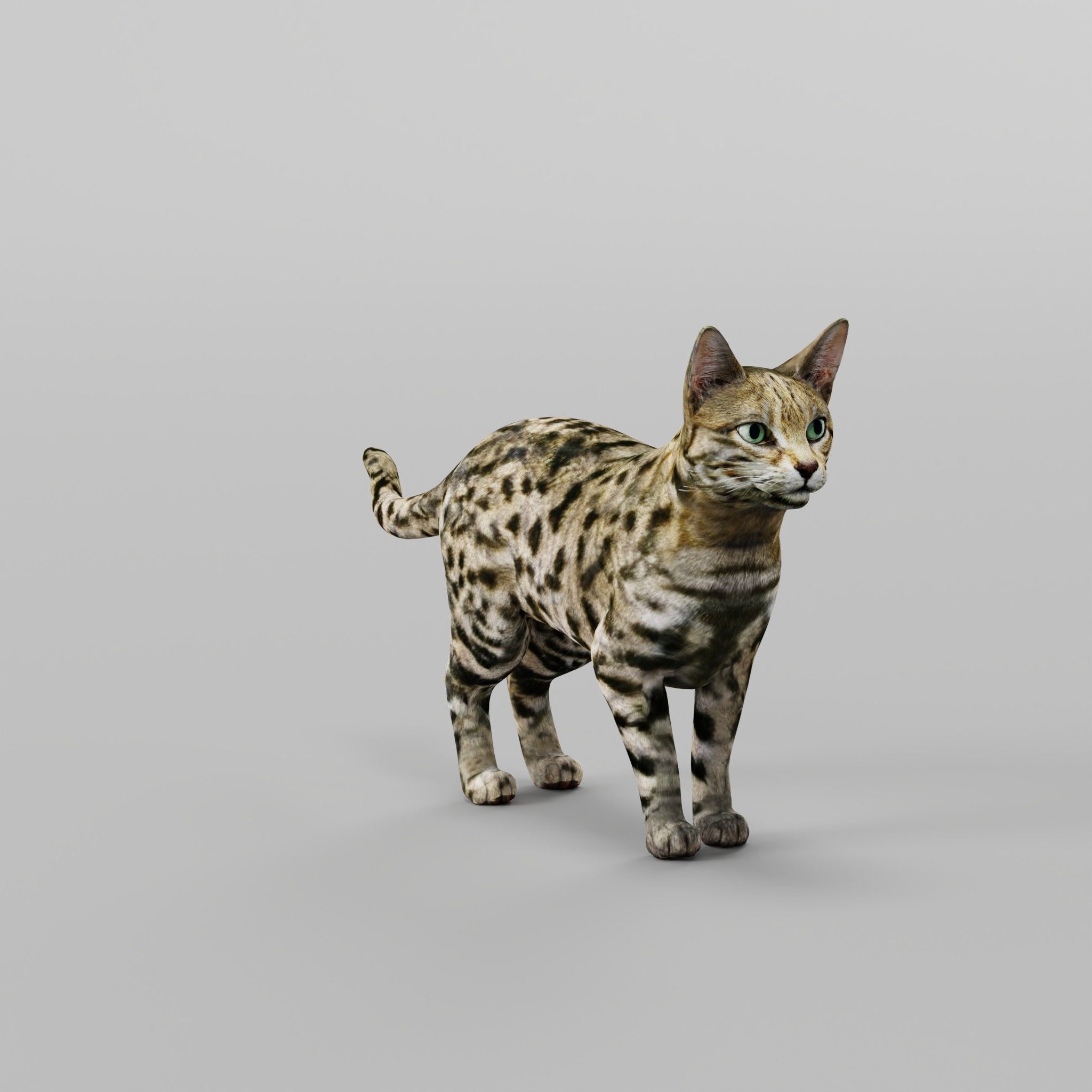 Black Spotted Cat 3D model_17