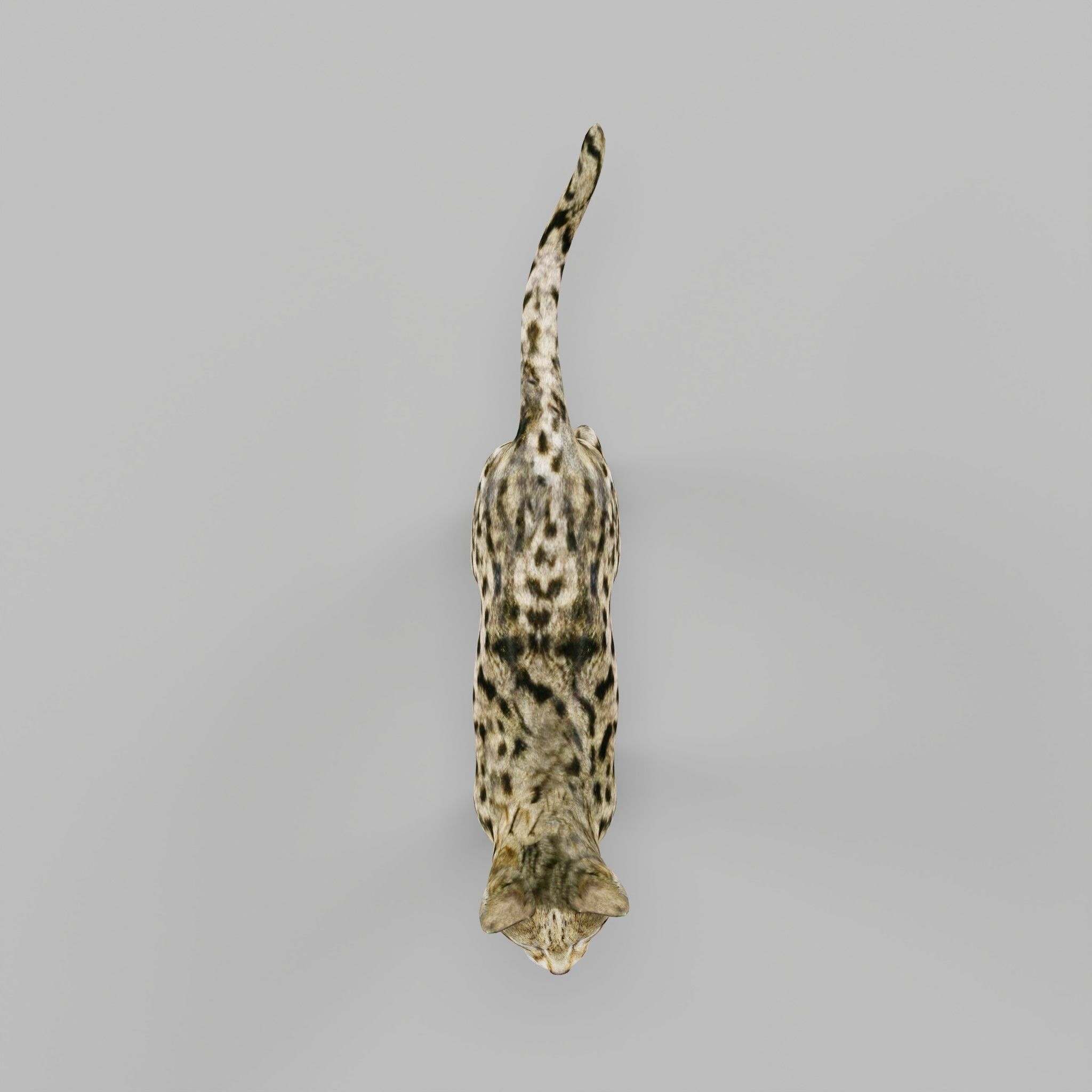 Black Spotted Cat 3D model_19
