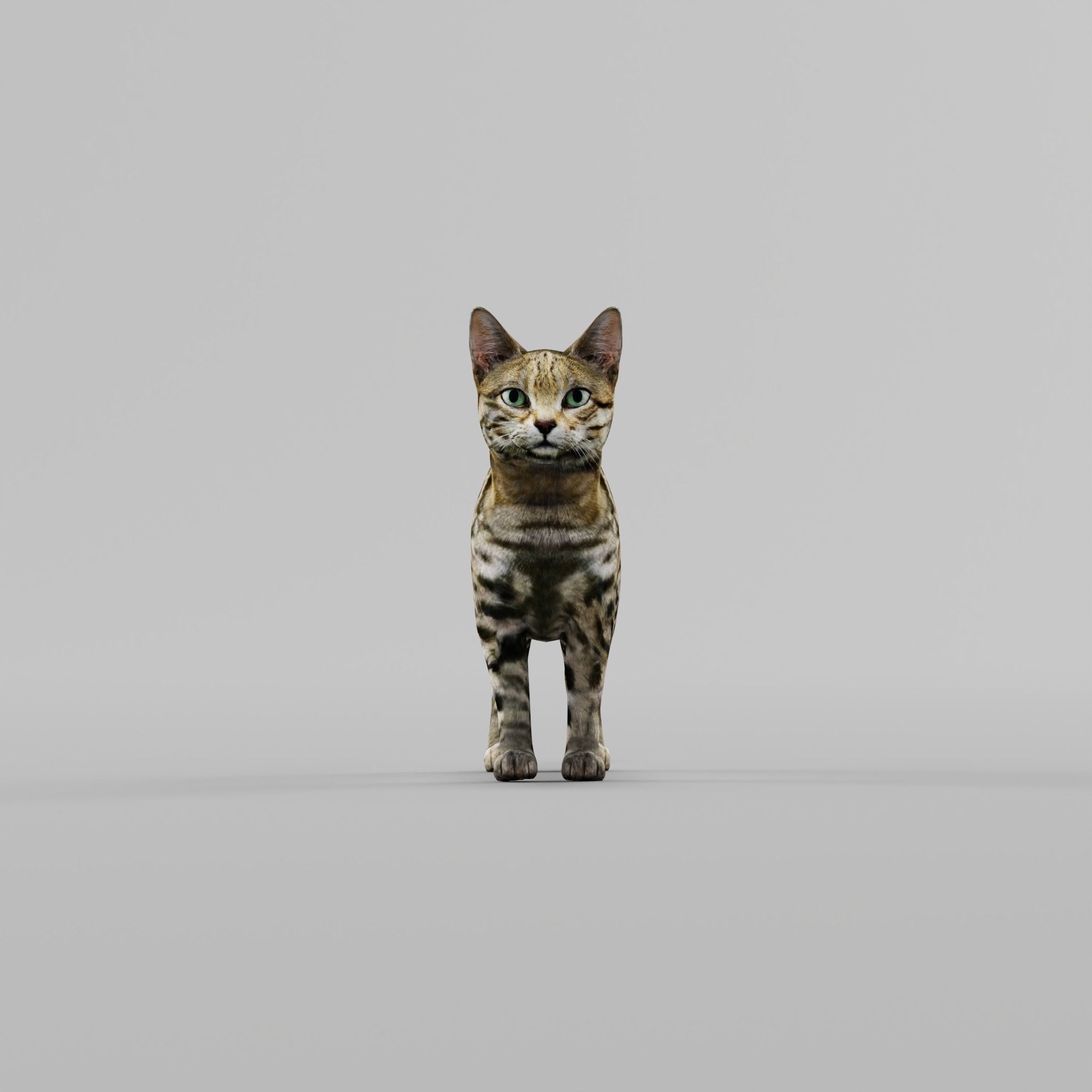 Black Spotted Cat 3D model_16