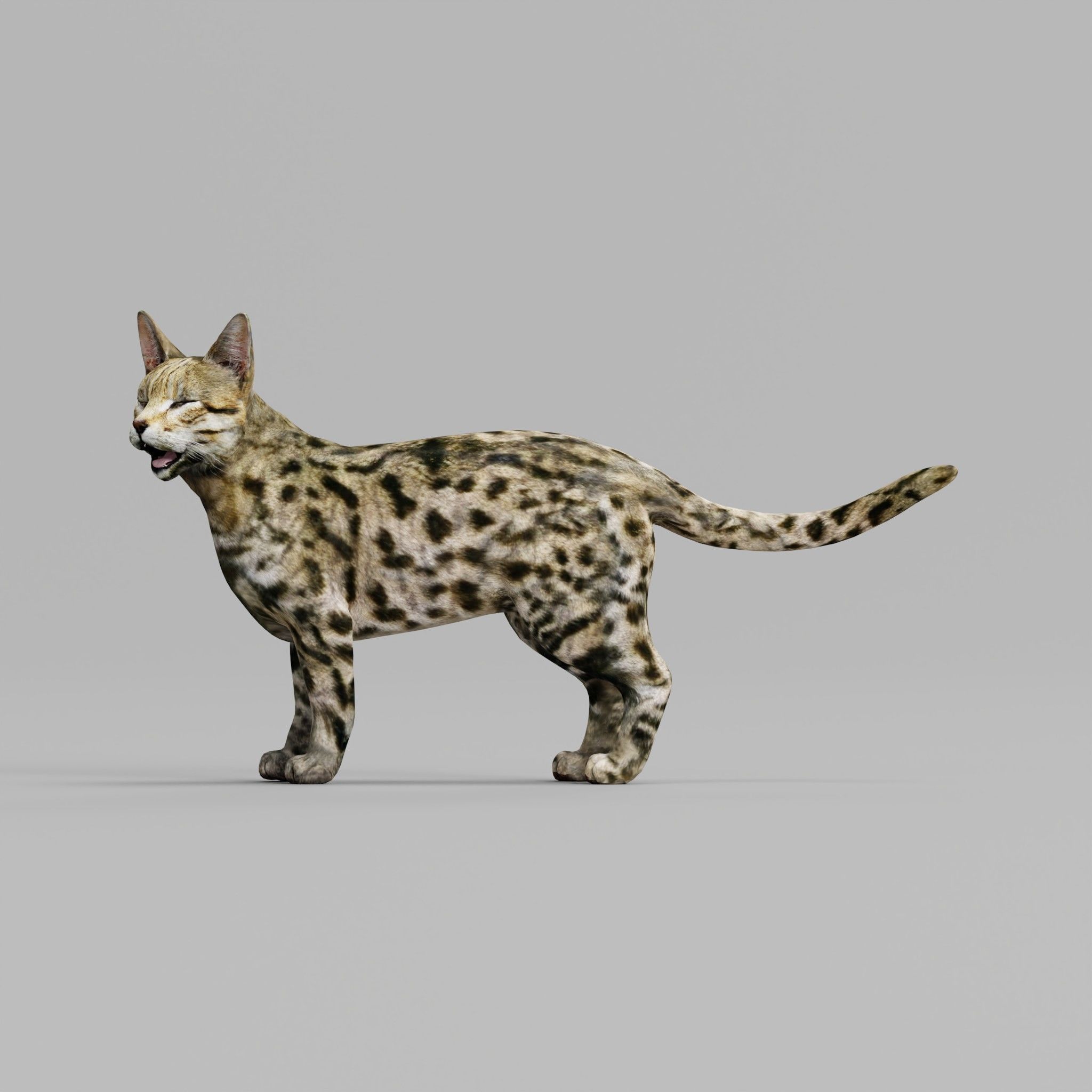 Black Spotted Cat 3D model_14