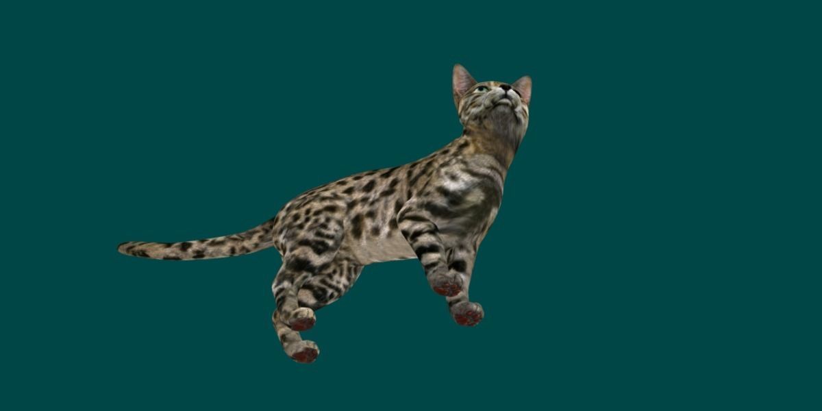 Black Spotted Cat 3D model_4