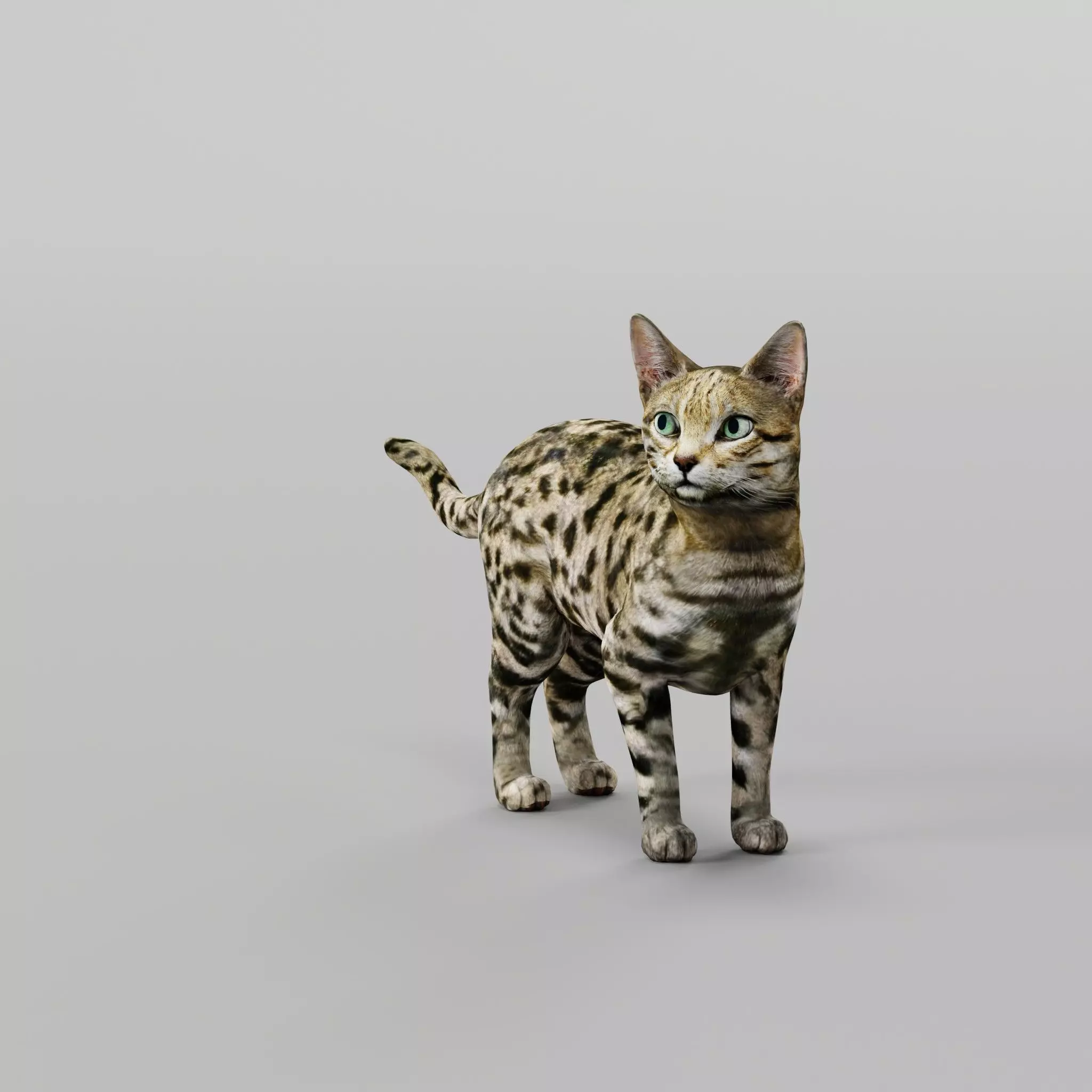Black Spotted Cat 3D model_0