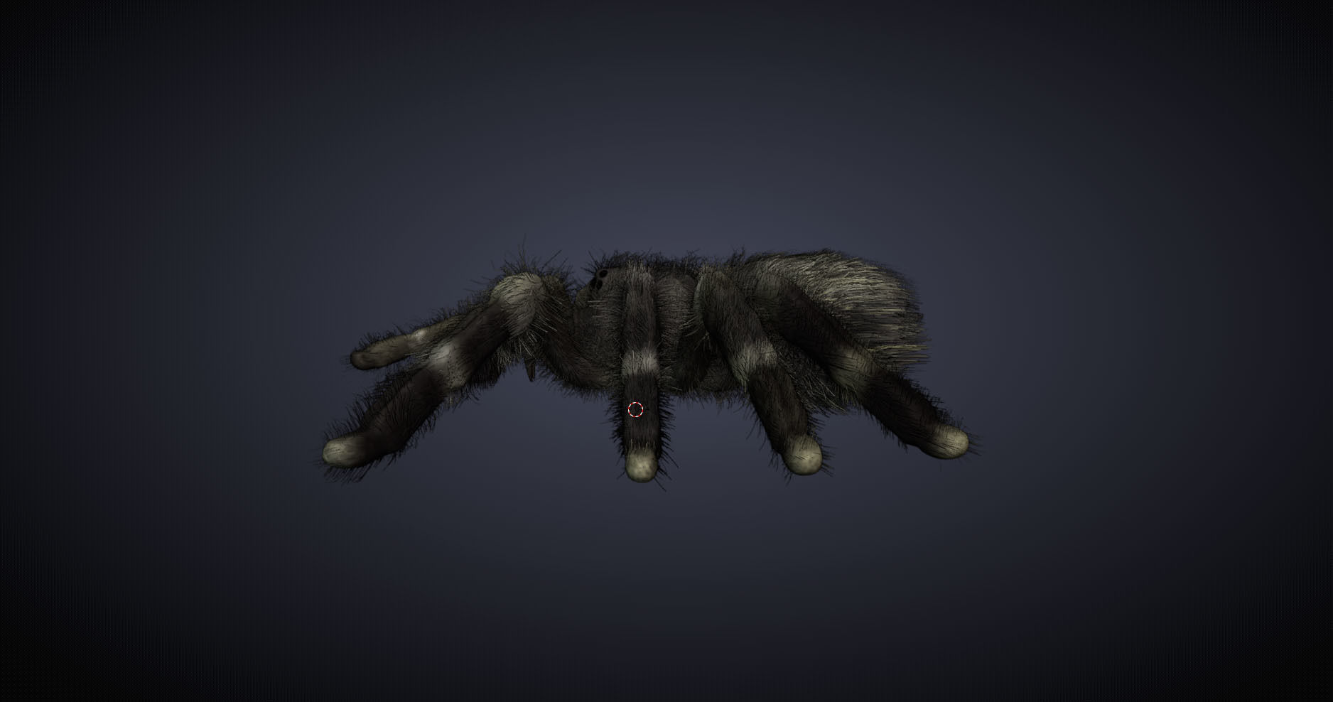 Psalmopoeus Cambridgei 3D model_9