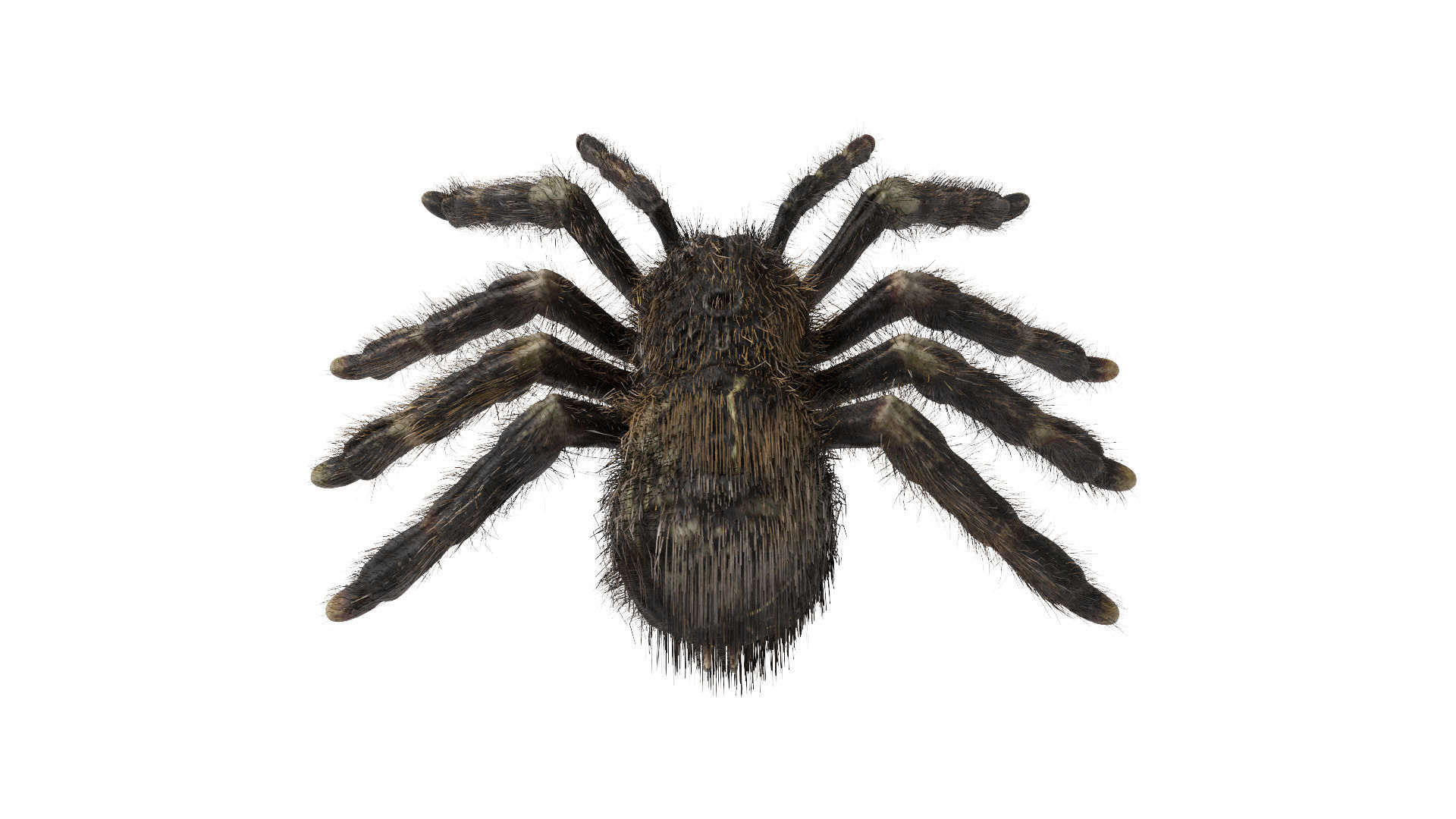 Psalmopoeus Cambridgei 3D model_4