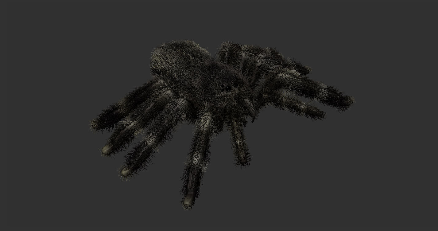 Psalmopoeus Cambridgei 3D model_5