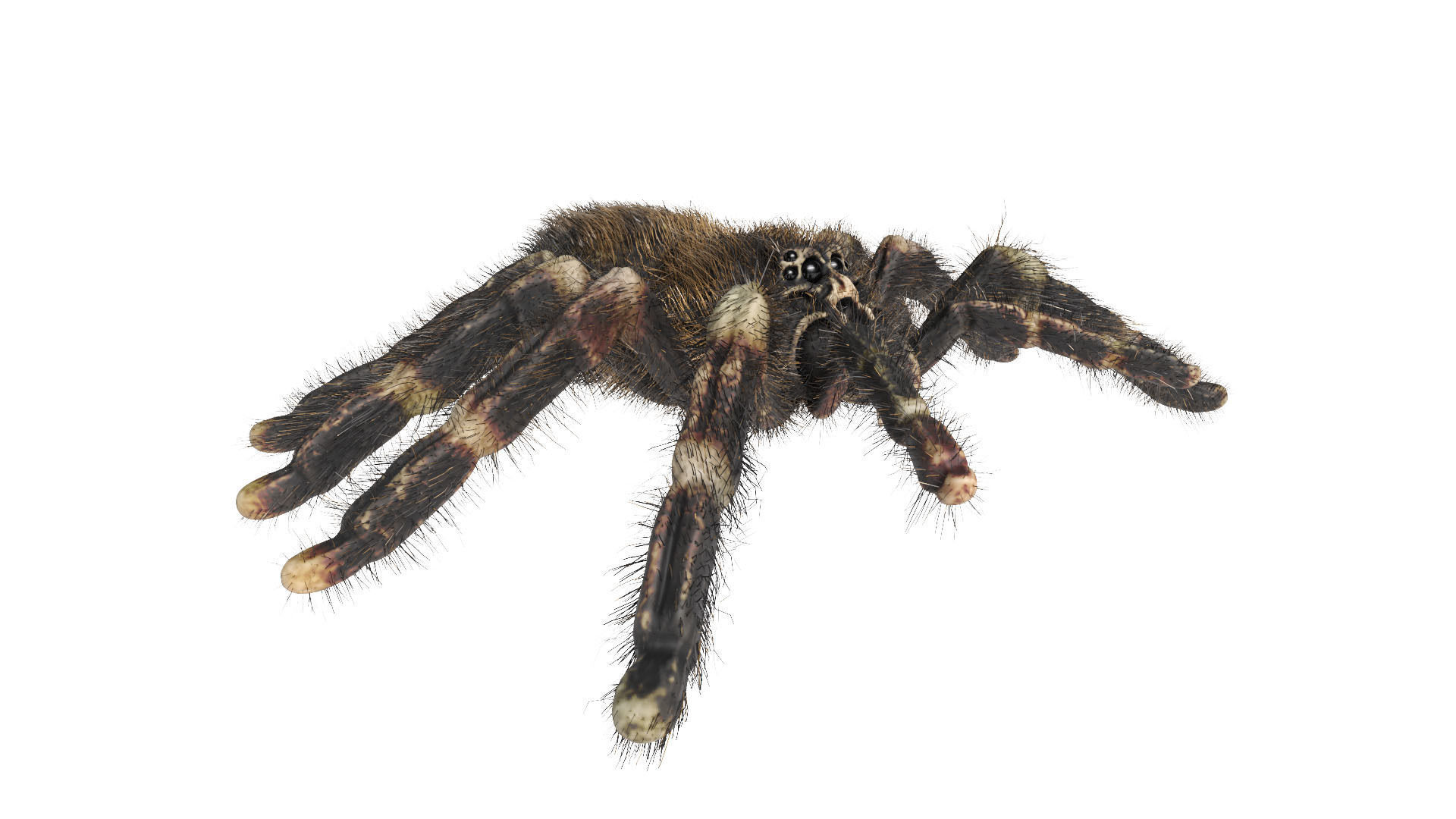 Psalmopoeus Cambridgei 3D model_2