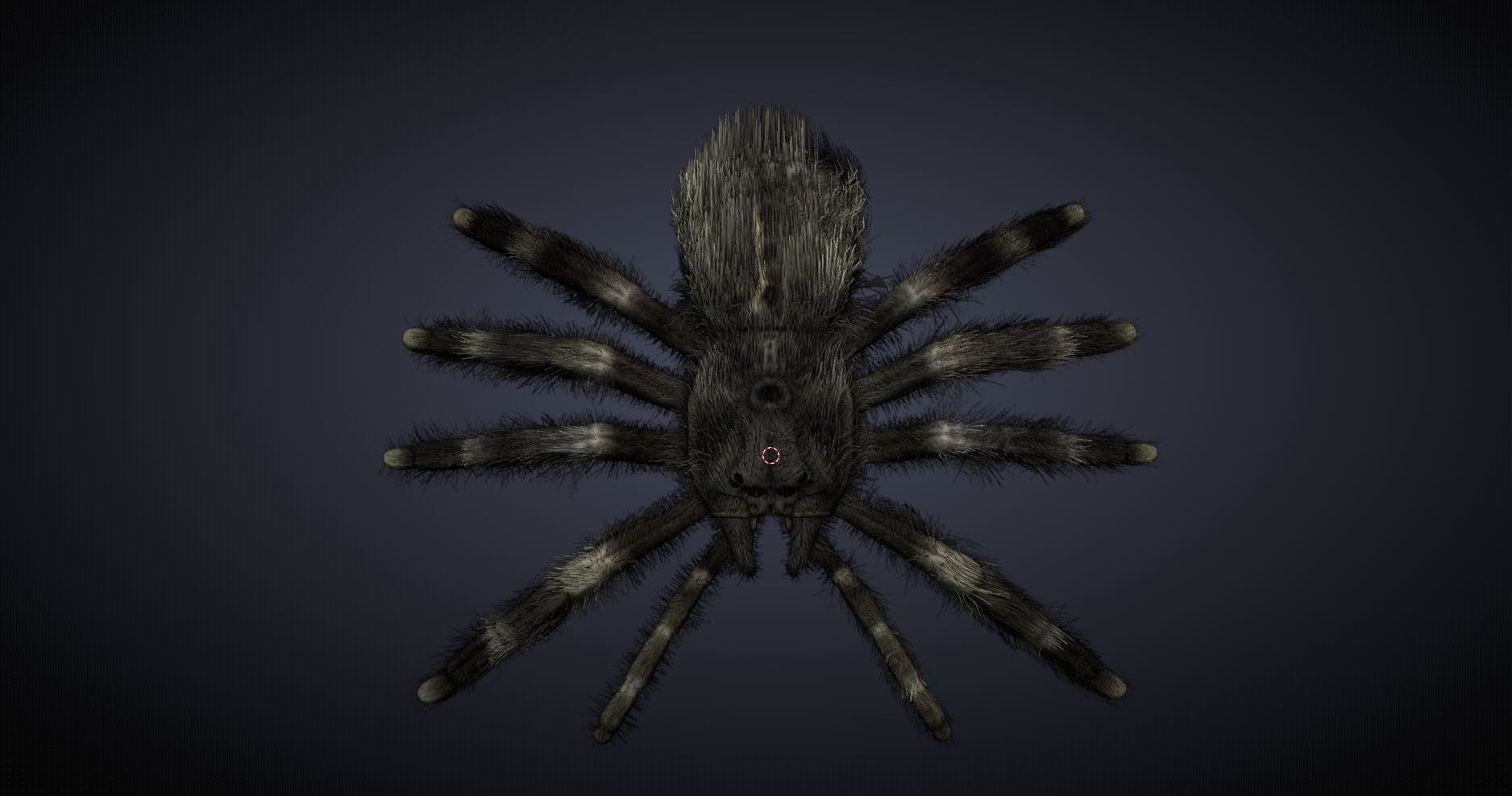 Psalmopoeus Cambridgei 3D model_8
